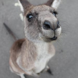 Quer estudar na Austrália? Saiba mais sobre esse país incrível!